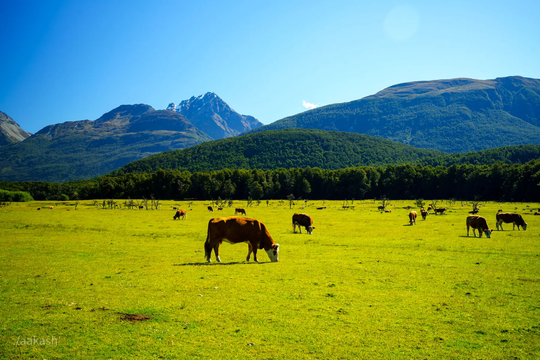 Auckland | Queenstown | Lake Tekapo | Christchurch | Blenheim