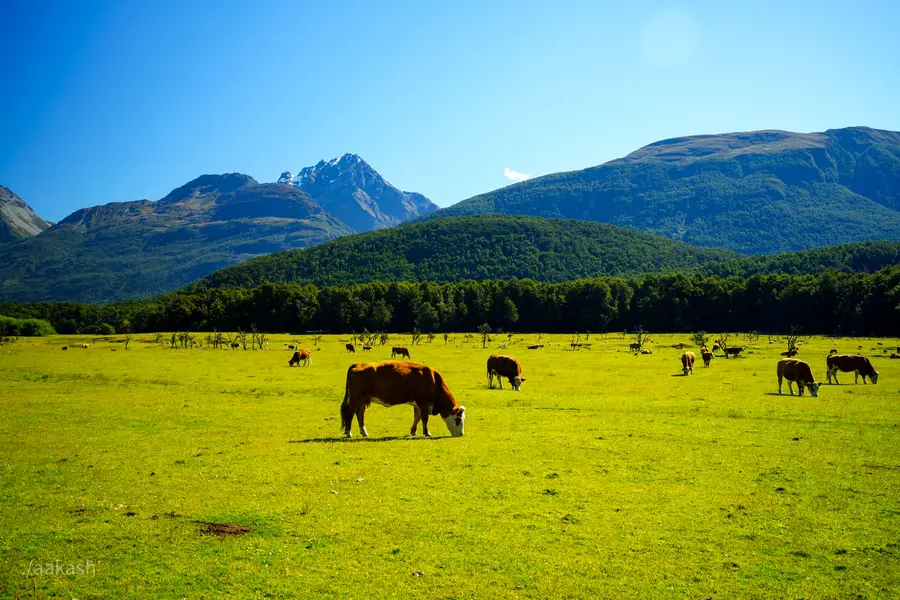 Auckland | Queenstown | Lake Tekapo | Christchurch | Blenheim